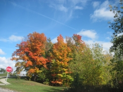 fall1607.jpg