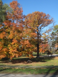 fall1628.jpg