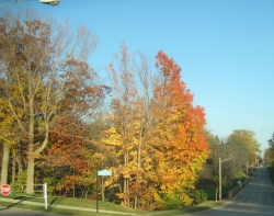 fall1417.jpg