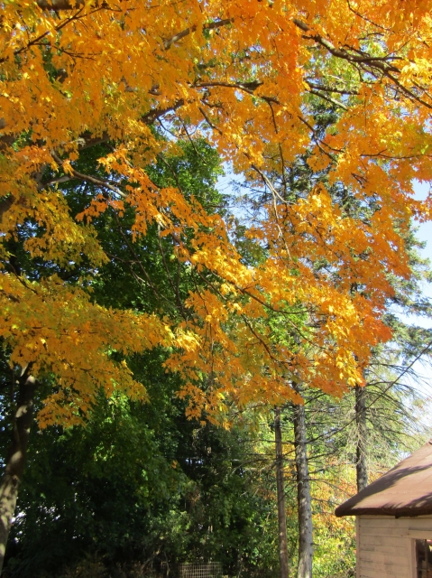 fall002.jpg