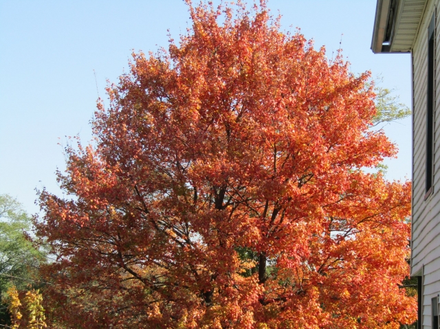 fall003.jpg