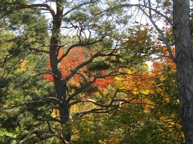 fall023.jpg