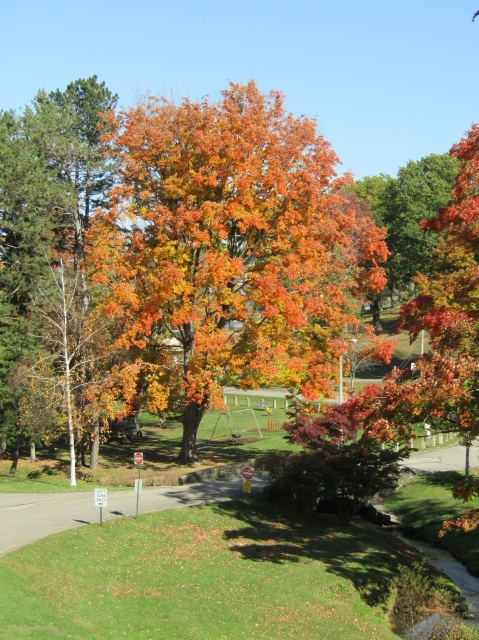 fall030.jpg