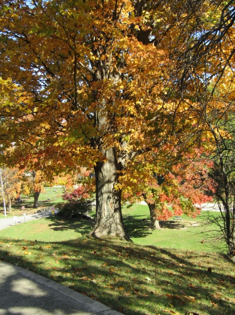 fall032.jpg