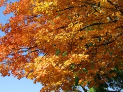 fall001.jpg