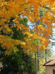 fall002.jpg