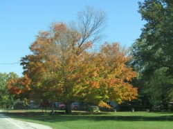 fall013.jpg