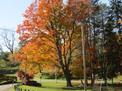 fall017.jpg