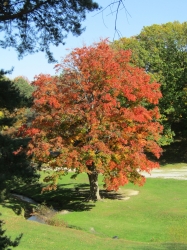 fall027.jpg