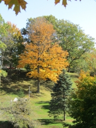 fall031.jpg