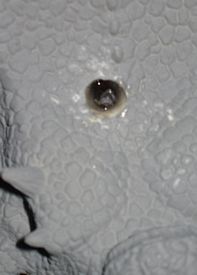 ferrucutus - dinosaur