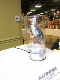 Prehistoric Scenes display