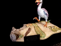 danbird02~0.jpg