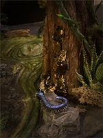 simontrach13.jpg