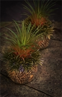 simontrach20.jpg