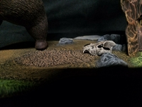 norsebear206.jpg