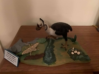 richdigiacomobird02.jpg