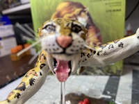 hidalgotiger06.jpg