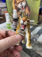 hidalgotiger13.jpg