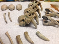 610bones02.jpg