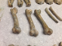 610bones03.jpg