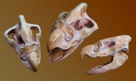 Phororhacosskull.jpg