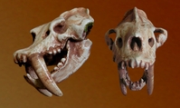 Sabertoothskull.jpg