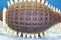 arm12.JPG