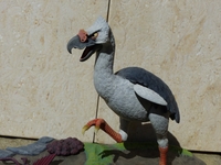 benfarnambird2.jpg