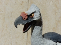 benfarnambird3.jpg