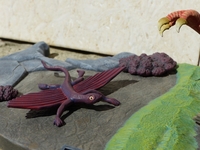 benfarnambird6.jpg