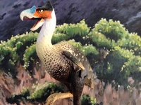 bird5.jpg