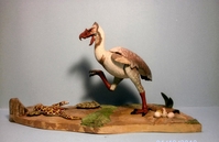 bruceengbird1.jpg
