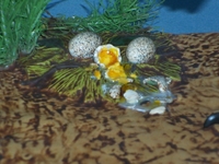 damienbird05.jpg