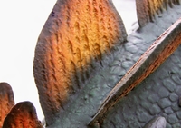 ent05-02.JPG