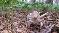 kaiju01.jpg