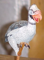 latbird3.JPG