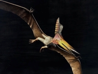 martinfly2.jpg