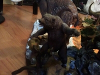 murraywakehambear1.jpg