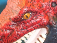 myallodone12.JPG