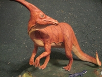 paradone11.JPG