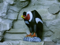 petedibendetto113.jpg