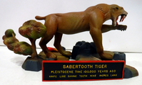qmtiger4.jpg