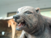 raybear.JPG