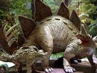 steg5.jpg