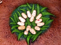 stevepara5.JPG