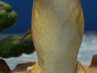 stiger7.JPG