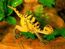 sailback reptile