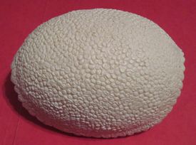 Aurora prehistoric scenes resin model add on