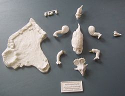 Aurora prehistoric scenes resin model add on